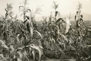 cornstock, new meadows, idaho, founders